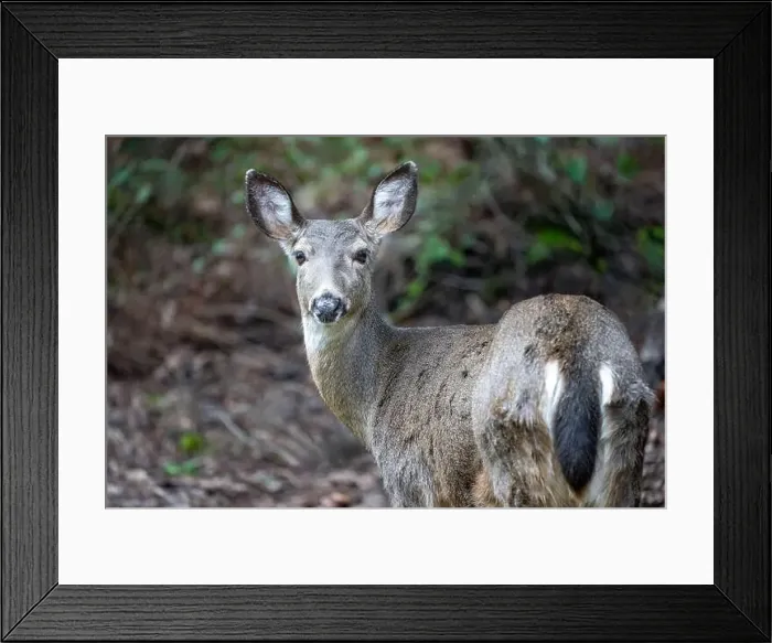 Framed Print : Issaquah, Washington, USA. Rear view of a Black-tailed Deer doe standing in a yard next to a forest