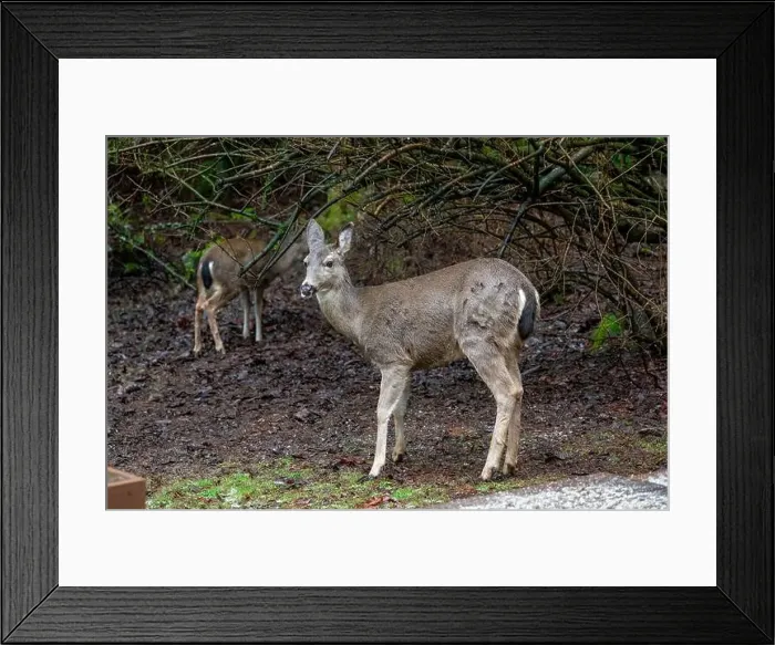 Framed Print : Issaquah, Washington, USA. Two Black-tailed Deer does come to eat birdseed off of a deck feeding platform