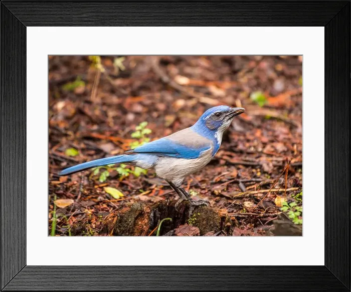 Framed Print : California Scrub jay (Aphelocoma californica) spotted outdoors