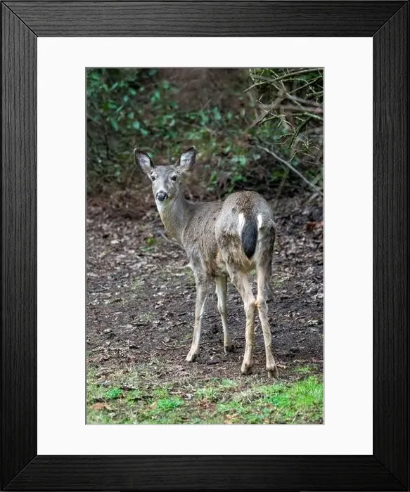 Framed Print : Issaquah, Washington, USA. Rear view of a Black-tailed Deer doe standing in a yard next to a forest Framed Print : Issaquah, Washington, USA. Rear view of a Black-tailed Deer doe standing in a yard next to a forest