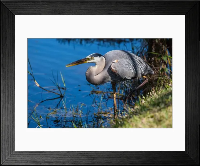 Framed Print : Blue heron Framed Print : Blue heron