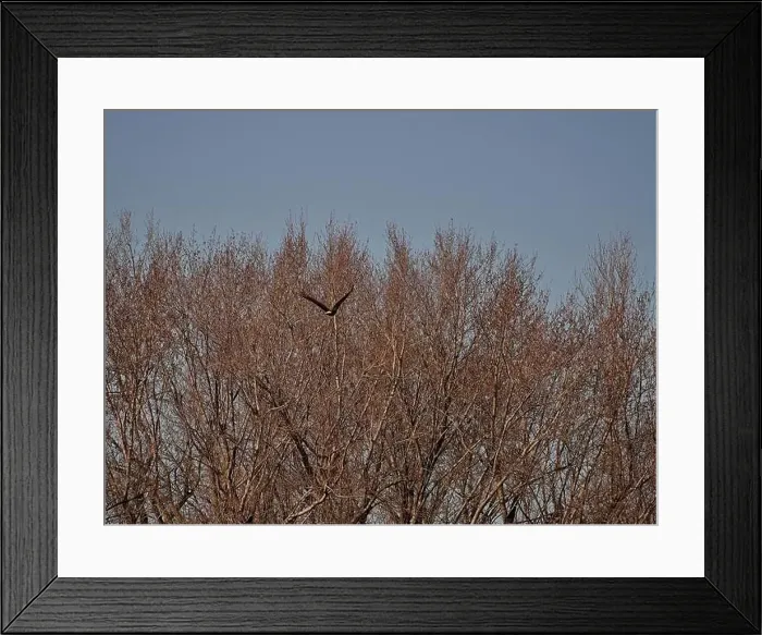 Framed Print : Bald Eagle migration through the Loess Bluffs National Wildlife Refuge in Holt County Missouri Framed Print : Bald Eagle migration through the Loess Bluffs National Wildlife Refuge in Holt County Missouri