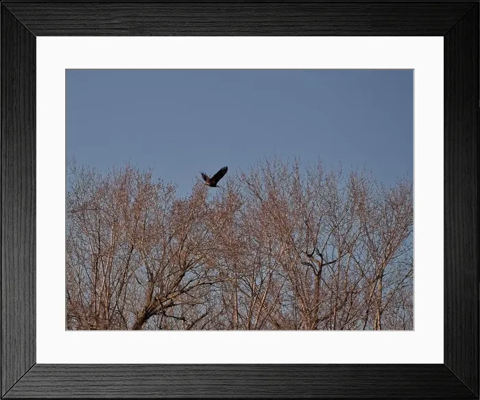 Framed Print : Bald Eagle migration through the Loess Bluffs National Wildlife Refuge in Holt County Missouri Framed Print : Bald Eagle migration through the Loess Bluffs National Wildlife Refuge in Holt County Missouri