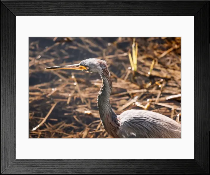 Framed Print : Tri colored heron at Orlando Wetlands Framed Print : Tri colored heron at Orlando Wetlands