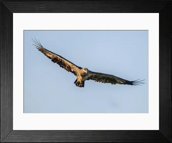 Framed Print : An immature bald eagle flying Framed Print : An immature bald eagle flying