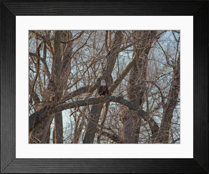Framed Print : Bald Eagle migration through the Loess Bluffs National Wildlife Refuge in Holt County Missouri Framed Print : Bald Eagle migration through the Loess Bluffs National Wildlife Refuge in Holt County Missouri