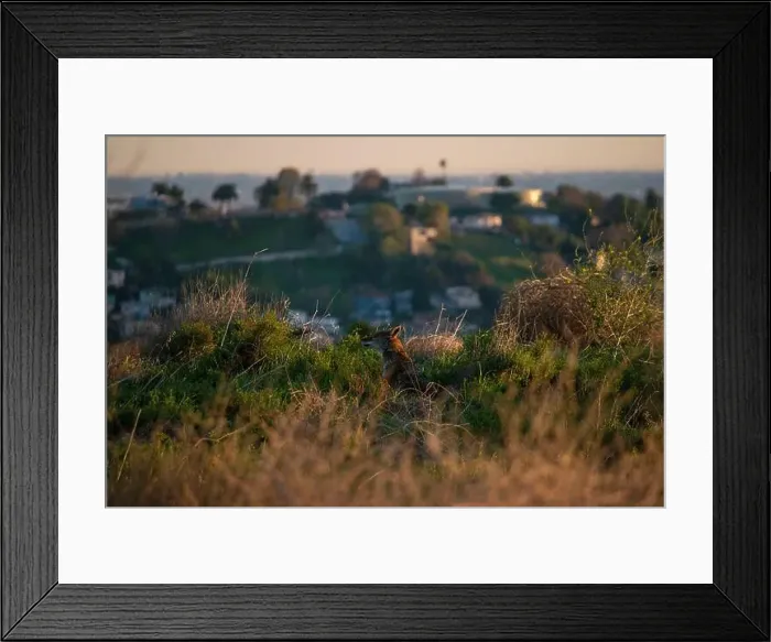Framed Print : Wild coyotes can be found even in big cities like Los Angeles, CA, USA Framed Print : Wild coyotes can be found even in big cities like Los Angeles, CA, USA