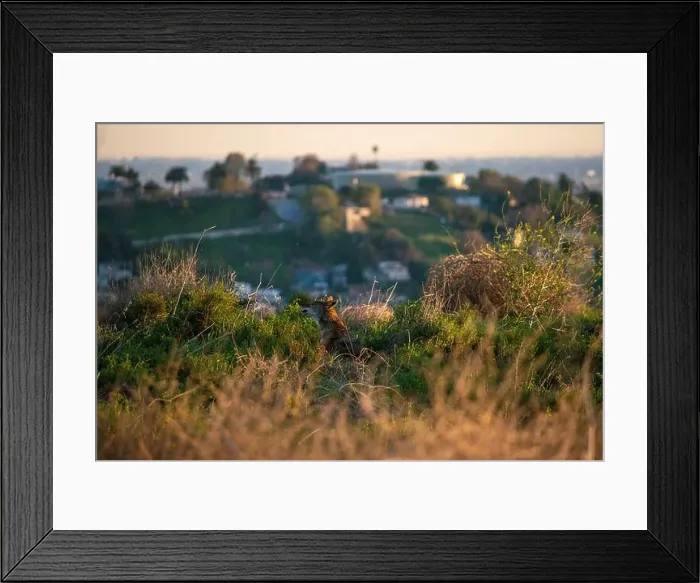 Framed Print : Wild coyotes can be found even in big cities like Los Angeles, CA, USA Framed Print : Wild coyotes can be found even in big cities like Los Angeles, CA, USA