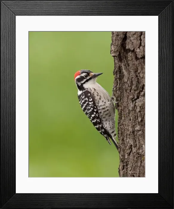 Framed Print : male Nuttall's Woodpecker (Dryobates nuttallii) Sacramento County California USA Framed Print : male Nuttall's Woodpecker (Dryobates nuttallii) Sacramento County California USA