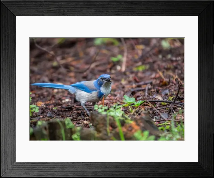 Framed Print : California Scrub jay (Aphelocoma californica) spotted outdoors Framed Print : California Scrub jay (Aphelocoma californica) spotted outdoors