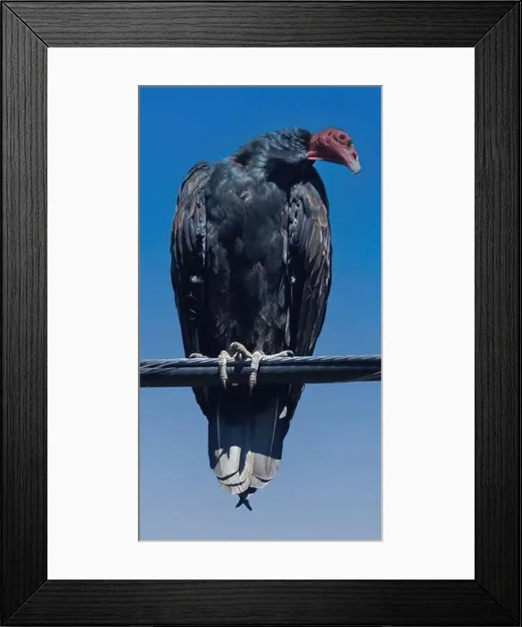 Framed Print : Turkey Vulture perched on Electric Wire. Lucas Valley, Marin County, California, USA Framed Print : Turkey Vulture perched on Electric Wire. Lucas Valley, Marin County, California, USA