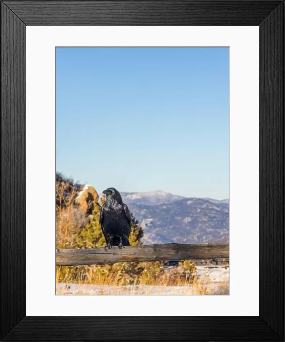 Framed Print : Big Black Common Raven in the Rocky Mountain National Park, Colorado Framed Print : Big Black Common Raven in the Rocky Mountain National Park, Colorado