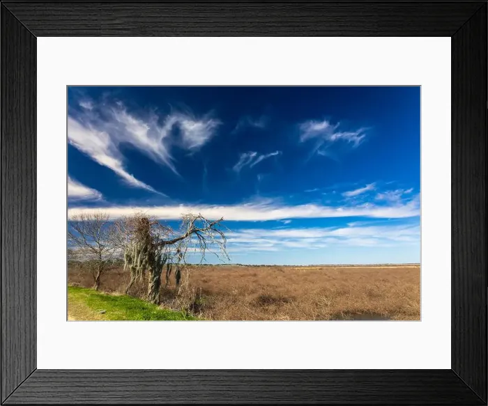 Framed Print : Brazos Bend State Park, Texas, in a beautiful sunny morning Framed Print : Brazos Bend State Park, Texas, in a beautiful sunny morning