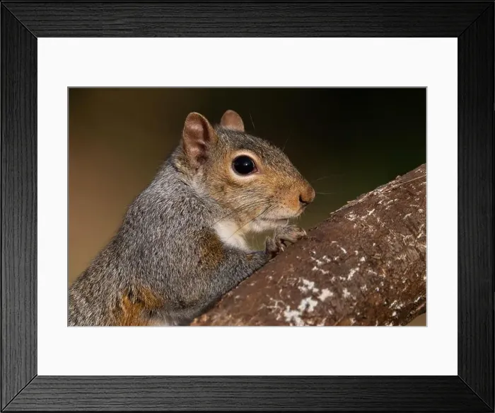 Framed Print : A grey squirrel resting on a wild cherry limb Framed Print : A grey squirrel resting on a wild cherry limb