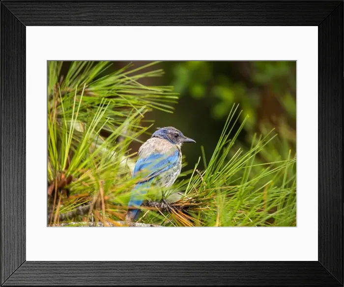 Framed Print : California Scrub jay (Aphelocoma californica) spotted outdoors Framed Print : California Scrub jay (Aphelocoma californica) spotted outdoors