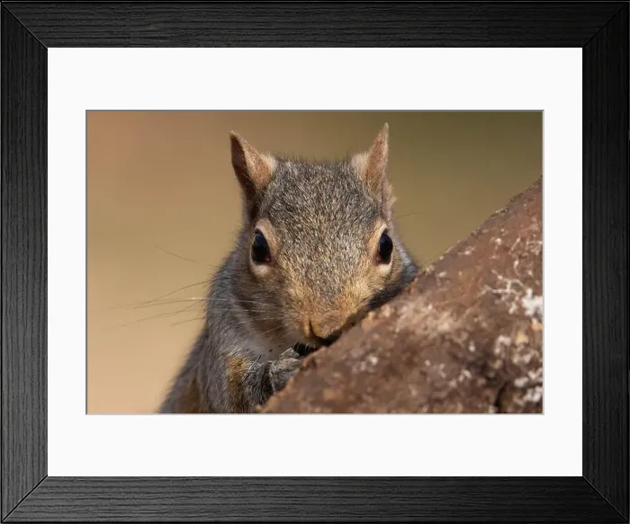 Framed Print : A grey squirrel resting on a wild cherry limb Framed Print : A grey squirrel resting on a wild cherry limb