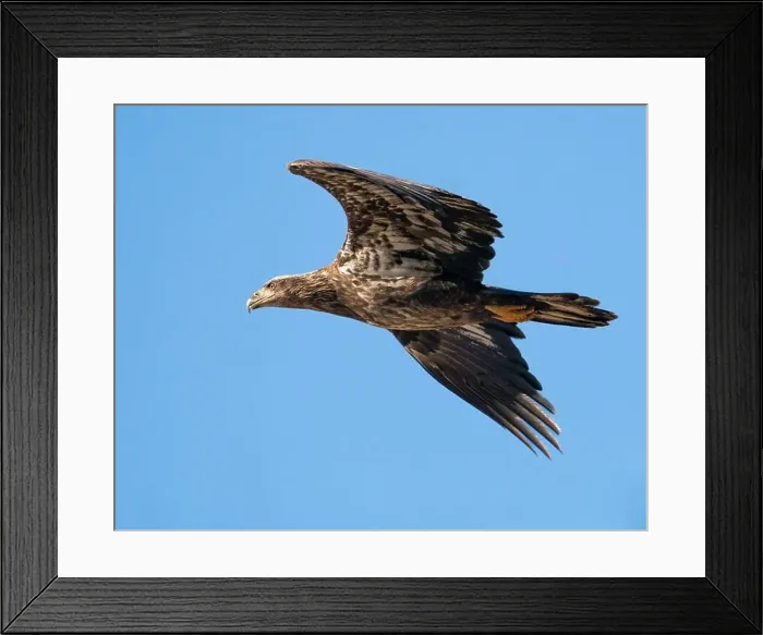 Framed Print : A roughly two year old bald eagle Framed Print : A roughly two year old bald eagle