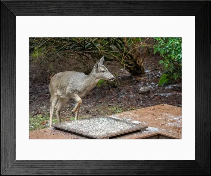 Framed Print : Issaquah, Washington, USA. Black-tailed Deer come to eat birdseed off of a deck feeding platform Framed Print : Issaquah, Washington, USA. Black-tailed Deer come to eat birdseed off of a deck feeding platform