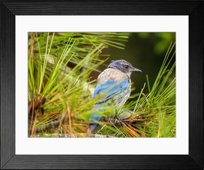 Framed Print : California Scrub jay (Aphelocoma californica) spotted outdoors