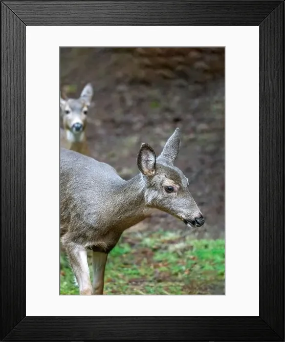 Framed Print : Issaquah, Washington, USA. Close-up of two Black-tailed Deer does walking in a yard next to a forest Framed Print : Issaquah, Washington, USA. Close-up of two Black-tailed Deer does walking in a yard next to a forest