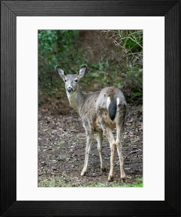 Framed Print : Issaquah, Washington, USA. Rear view of a Black-tailed Deer doe standing in a yard next to a forest
