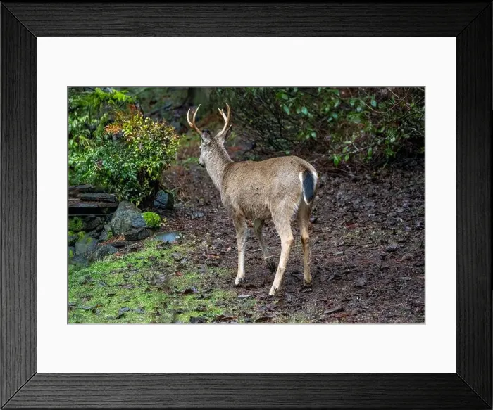 Framed Print : Issaquah, Washington, USA. Rear view of a male Black-tailed Deer standing in a yard next to a forest Framed Print : Issaquah, Washington, USA. Rear view of a male Black-tailed Deer standing in a yard next to a forest