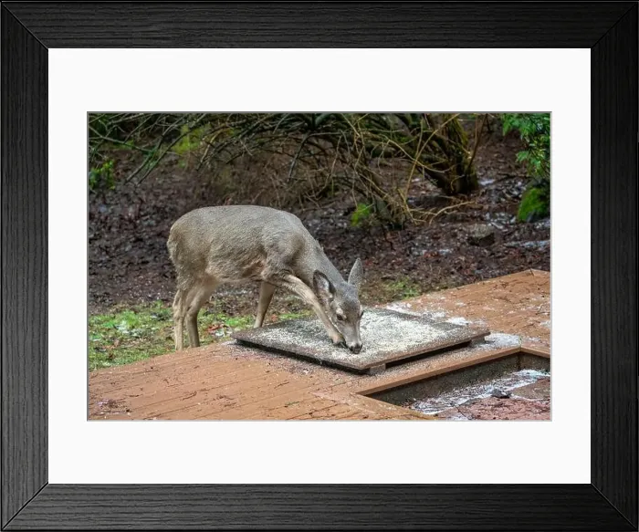 Framed Print : Issaquah, Washington, USA. Black-tailed Deer come to eat birdseed off of a deck feeding platform