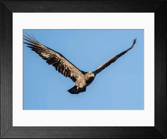 Framed Print : An immature bald eagle flying Framed Print : An immature bald eagle flying