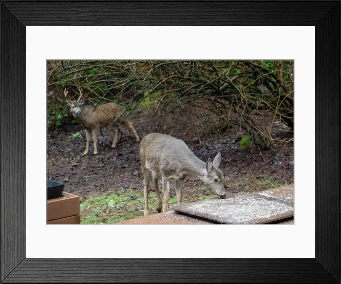Framed Print : Issaquah, Washington, USA. Black-tailed Deer fawn come to eat birdseed off of a deck, with a buck in the background Framed Print : Issaquah, Washington, USA. Black-tailed Deer fawn come to eat birdseed off of a deck, with a buck in the background