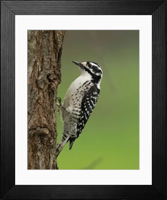 Framed Print : female Nuttall's Woodpecker (Dryobates nuttallii) Sacramento County California USA Framed Print : female Nuttall's Woodpecker (Dryobates nuttallii) Sacramento County California USA