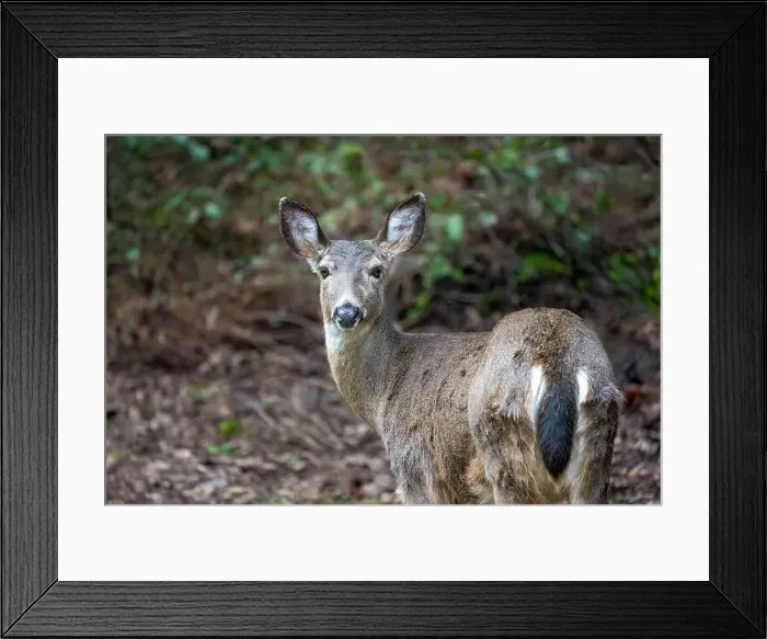 Framed Print : Issaquah, Washington, USA. Rear view of a Black-tailed Deer doe standing in a yard next to a forest Framed Print : Issaquah, Washington, USA. Rear view of a Black-tailed Deer doe standing in a yard next to a forest