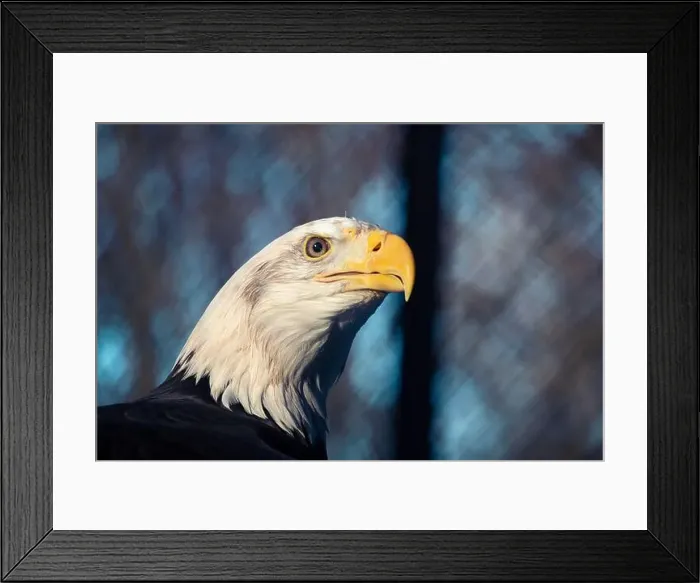 Framed Print : Bald eagle, close up of head. Haliaeetus leucocephalus Framed Print : Bald eagle, close up of head. Haliaeetus leucocephalus
