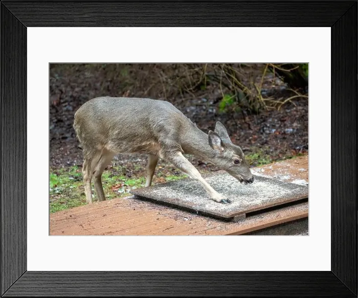 Framed Print : Issaquah, Washington, USA. Black-tailed Deer come to eat birdseed off of a deck feeding platform Framed Print : Issaquah, Washington, USA. Black-tailed Deer come to eat birdseed off of a deck feeding platform