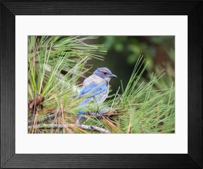 Framed Print : California Scrub jay (Aphelocoma californica) spotted outdoors