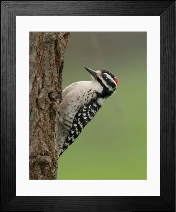 Framed Print : male Nuttall's Woodpecker (Dryobates nuttallii) Sacramento County California USA