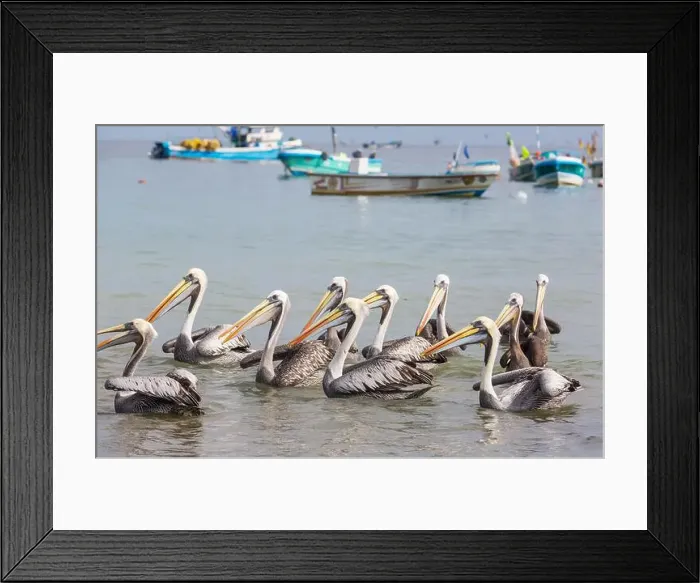 Framed Print : Pelican Framed Print : Pelican