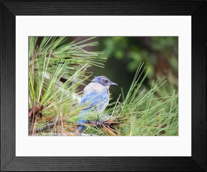 Framed Print : California Scrub jay (Aphelocoma californica) spotted outdoors Framed Print : California Scrub jay (Aphelocoma californica) spotted outdoors