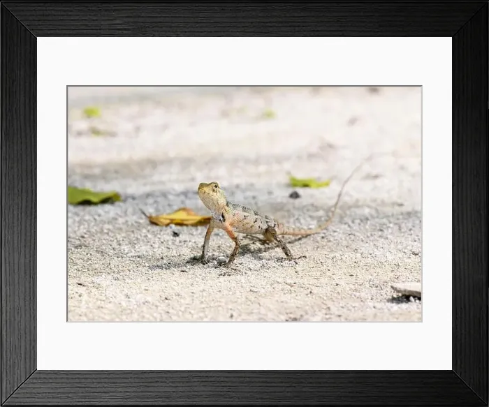 Framed Print : Wild lizard (oriental garden lizard) living in maldives islands. Reptile Framed Print : Wild lizard (oriental garden lizard) living in maldives islands. Reptile