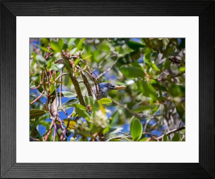 Framed Print : California Scrub jay (Aphelocoma californica) spotted outdoors Framed Print : California Scrub jay (Aphelocoma californica) spotted outdoors