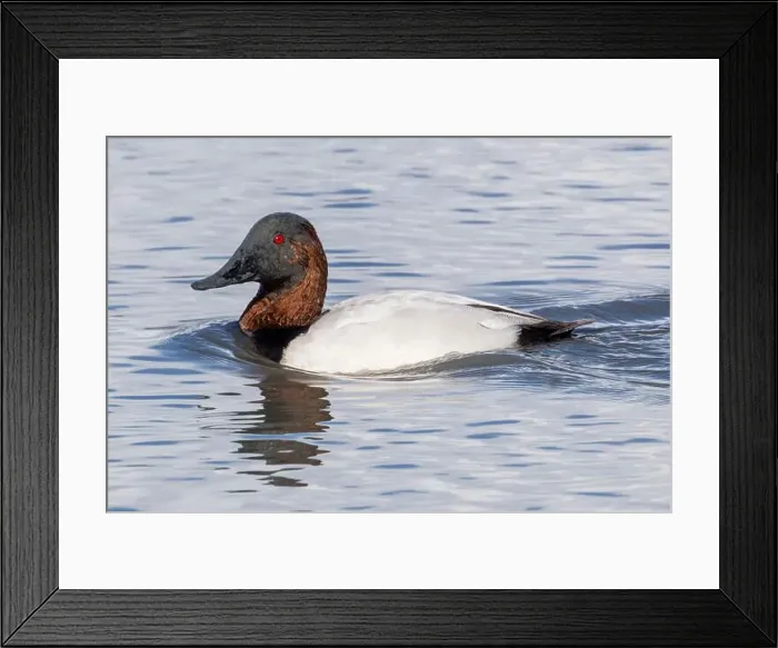 Framed Print : Canvasback Duck Breeding Male. Palo Alto Baylands, Santa Clara County, California, USA