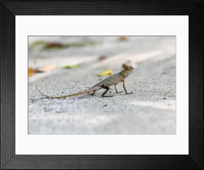 Framed Print : Wild lizard (oriental garden lizard) living in maldives islands. Reptile Framed Print : Wild lizard (oriental garden lizard) living in maldives islands. Reptile