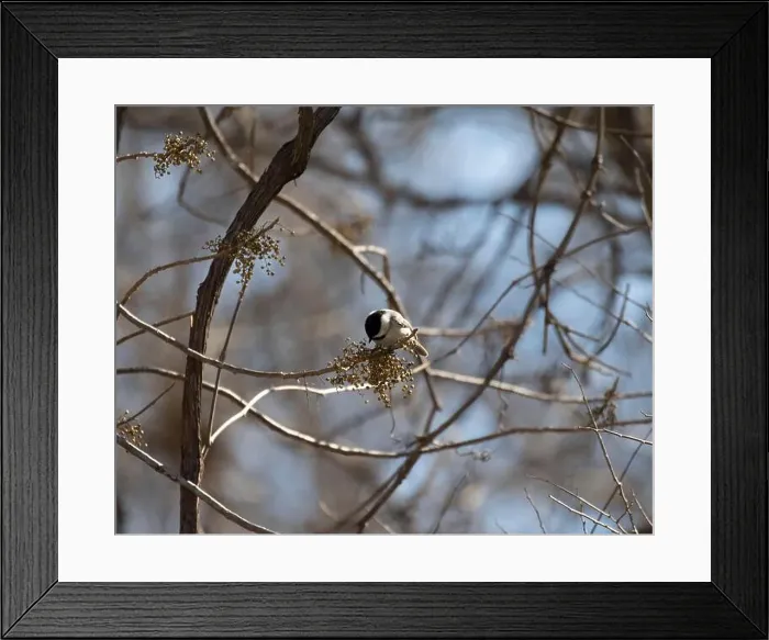 Framed Print : Carolina chickadee (Poecile carolinensis) eating berries on branch, Austin, Texas, USA Framed Print : Carolina chickadee (Poecile carolinensis) eating berries on branch, Austin, Texas, USA