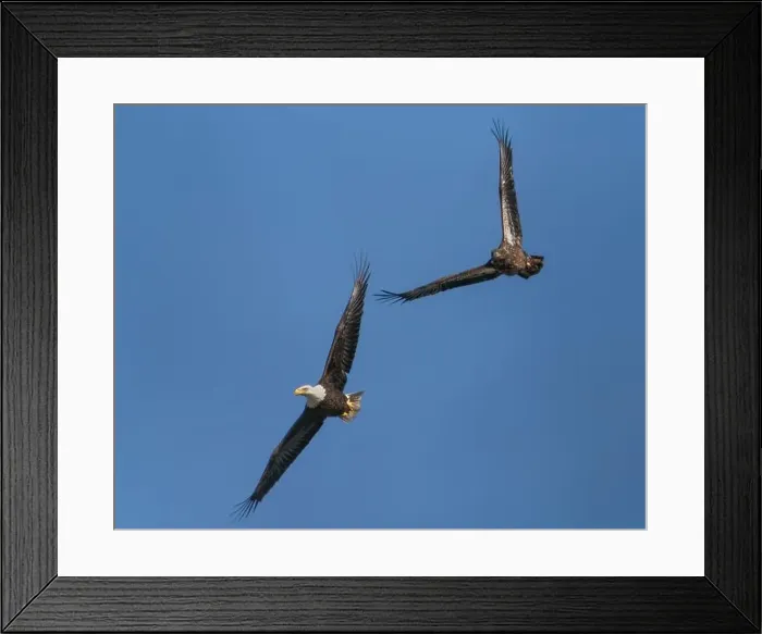 Framed Print : An adult and immature bald eagle flying together Framed Print : An adult and immature bald eagle flying together