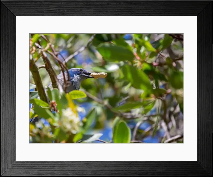 Framed Print : California Scrub jay (Aphelocoma californica) spotted outdoors