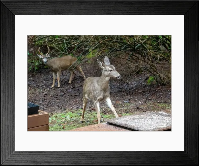 Framed Print : Issaquah, Washington, USA. Black-tailed Deer fawn come to eat birdseed off of a deck, with a buck in the background Framed Print : Issaquah, Washington, USA. Black-tailed Deer fawn come to eat birdseed off of a deck, with a buck in the background