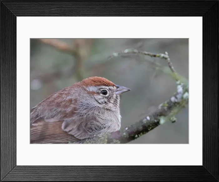 Framed Print : Rufous-crowned sparrow (Aimophila ruficeps) portrait, Milton Reimer's Ranch Park, Texas, USA Framed Print : Rufous-crowned sparrow (Aimophila ruficeps) portrait, Milton Reimer's Ranch Park, Texas, USA