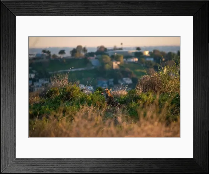 Framed Print : Wild coyotes can be found even in big cities like Los Angeles, CA, USA Framed Print : Wild coyotes can be found even in big cities like Los Angeles, CA, USA