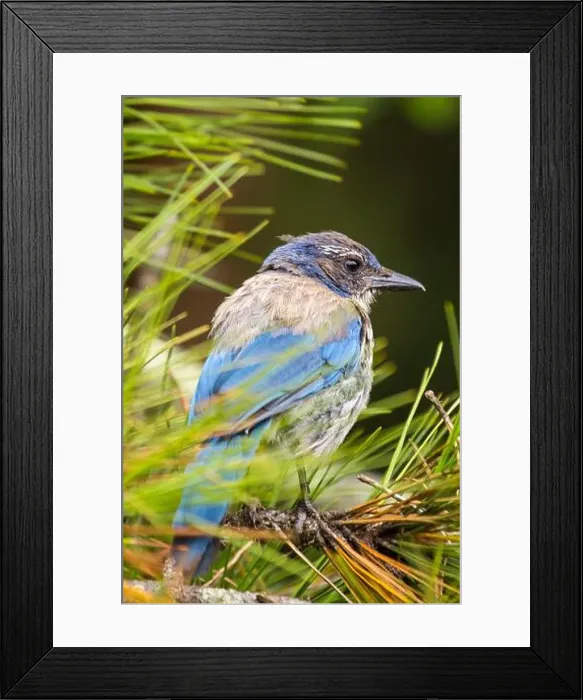 Framed Print : California Scrub jay (Aphelocoma californica) spotted outdoors Framed Print : California Scrub jay (Aphelocoma californica) spotted outdoors