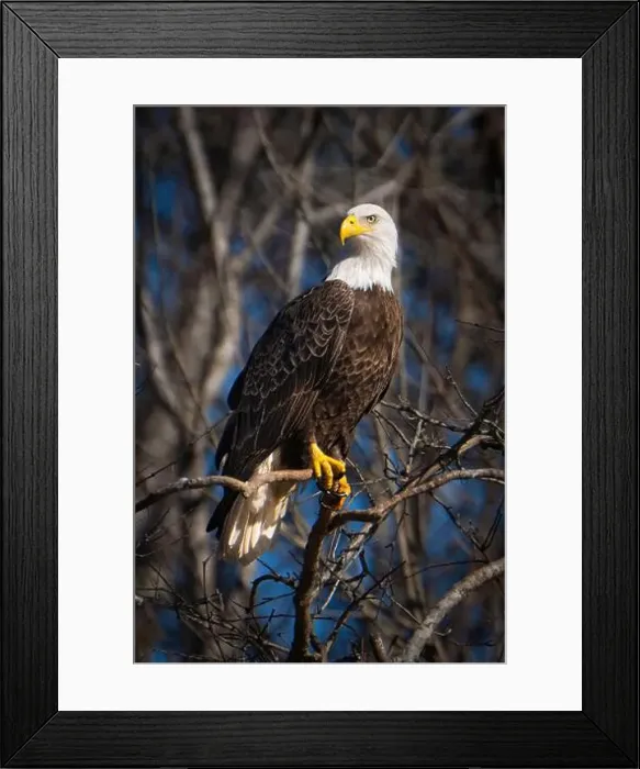 Framed Print : An adult bale eagle perched along the Haw River in NC Framed Print : An adult bale eagle perched along the Haw River in NC
