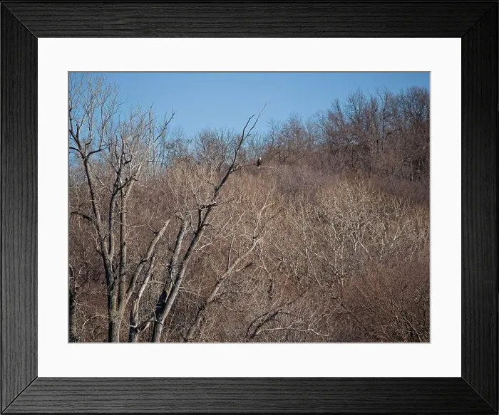 Framed Print : Bald Eagle migration through the Loess Bluffs National Wildlife Refuge in Holt County Missouri Framed Print : Bald Eagle migration through the Loess Bluffs National Wildlife Refuge in Holt County Missouri